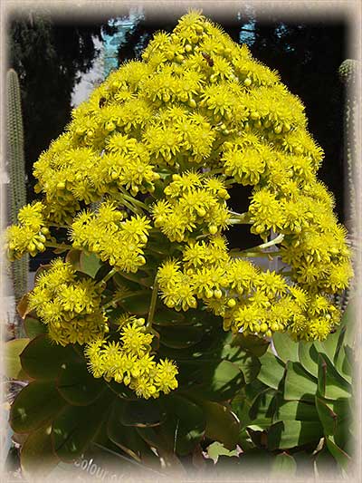 Succulent with Yellow Flowers